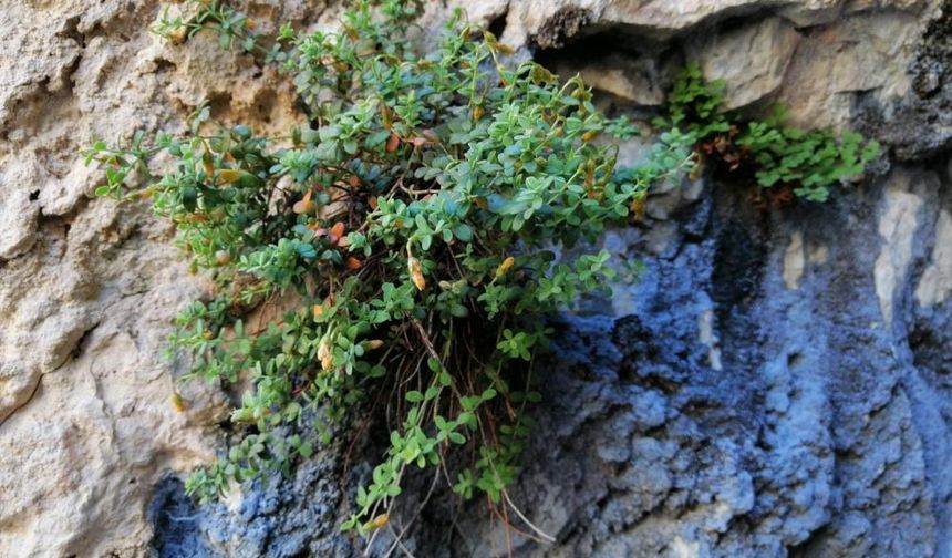 Sarı Kantarona Veda: Malatya Kantaronu Öne Çıkıyor