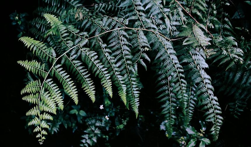 Antalya'da süs bitkileri için Organize Tarım Bölgesi kurulacak