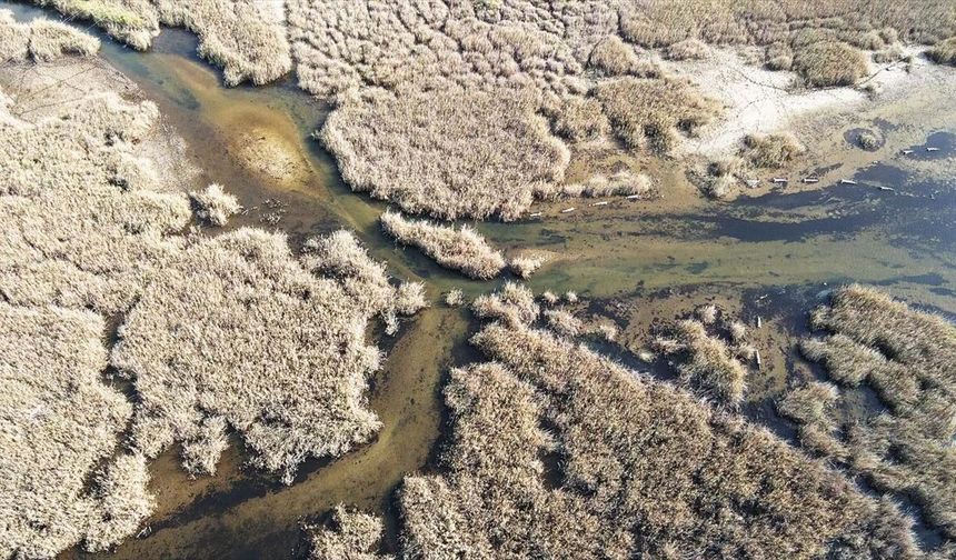 Bafa Gölü'nde doğal yaşam yeniden canlandı