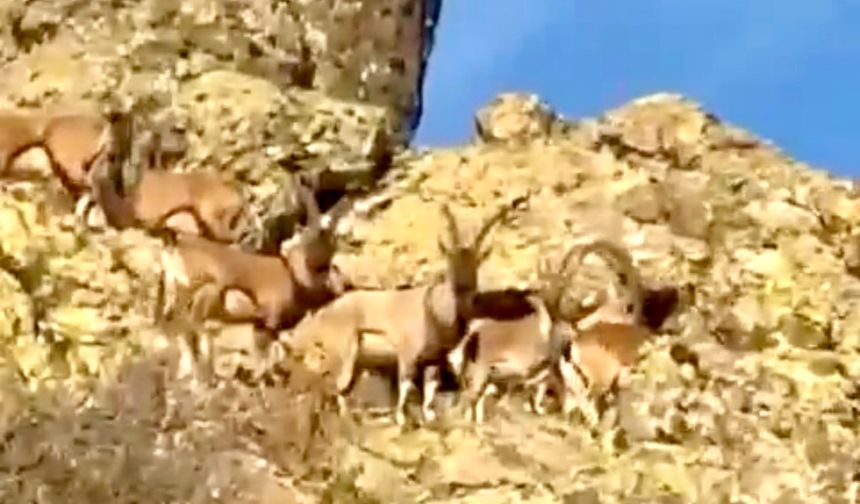 Vali Yavuz’dan Doğal Yaşam Çağrısı: “Yaban Keçilerine Sahip Çıkmalıyız”