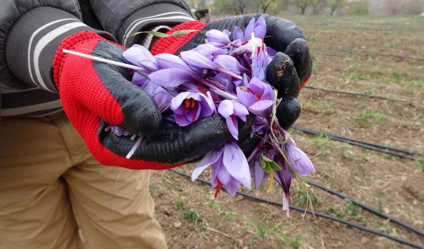Malatya'nın "Kırmızı Altın" Üreticisi: Bir Gram Safran 600 TL!