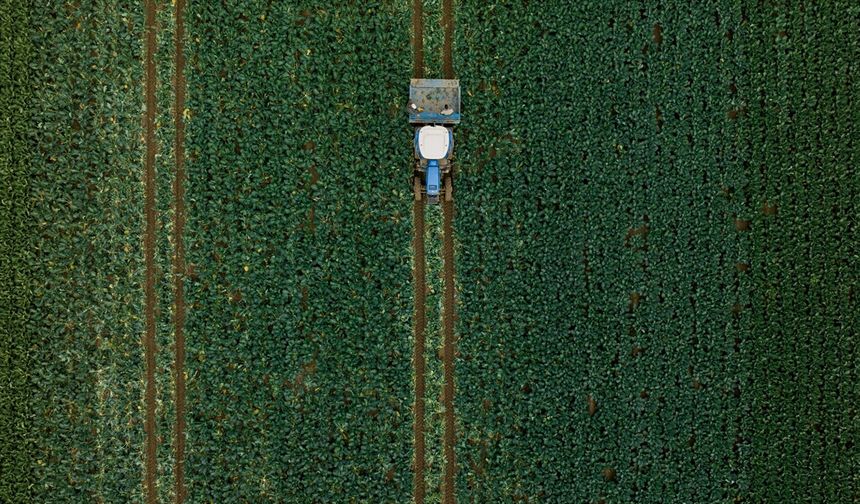 Hububatta üretim ve verim artışında yağışlar belirleyici olacak