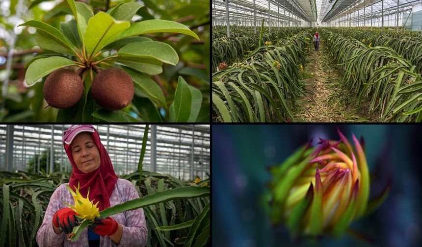 Tescillenen 8 tropikal meyve çeşidi Milli Çeşit Listesi'ne girdi