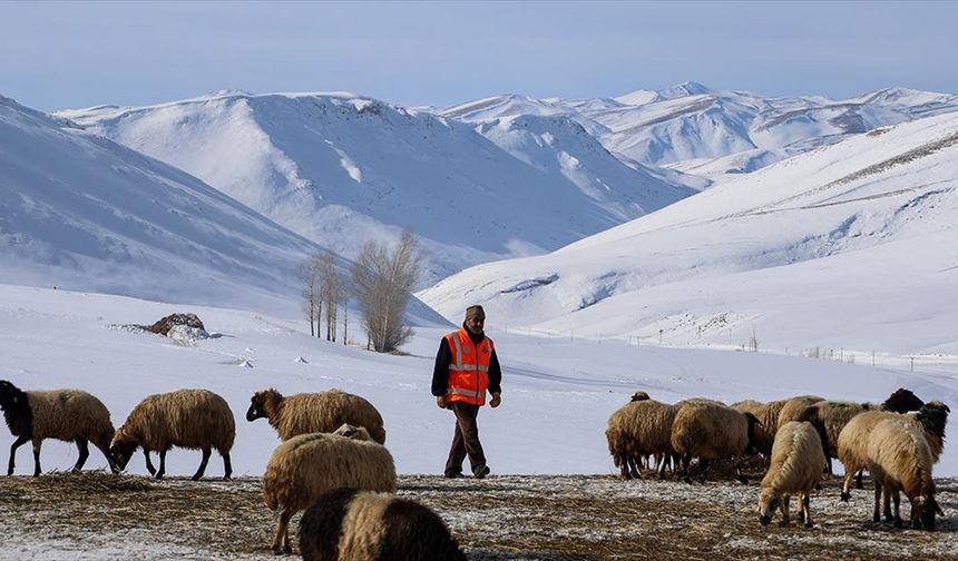 Van'da besiciler zorlu kış şartlarında hayvanlarının bakımını yapıyor