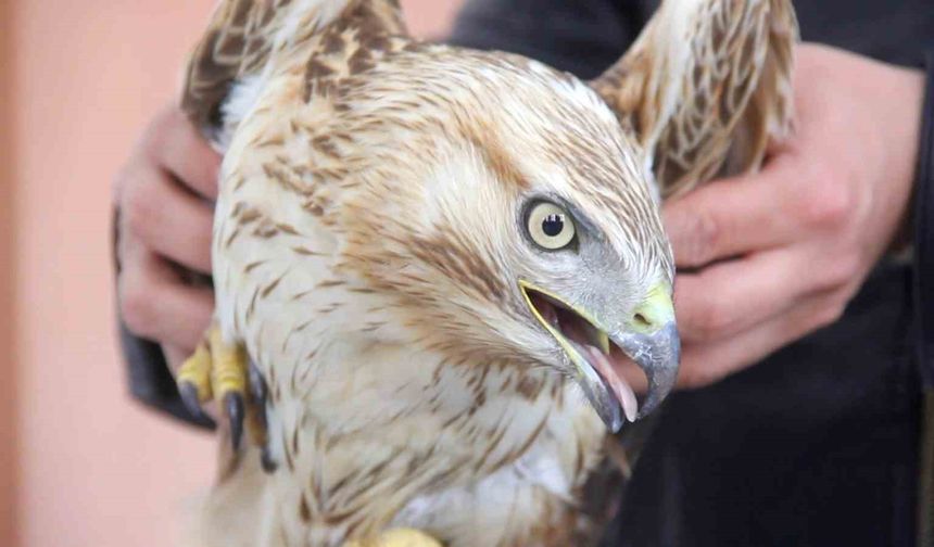 Bitkin haldeki kızıl şahini DKMP ekiplerine teslim ettiler