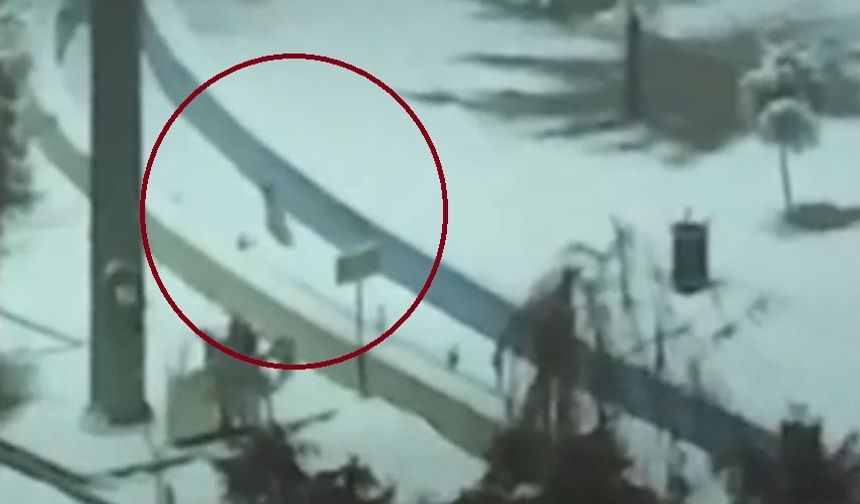 Kurtalan'da tilkiler şehir merkezine indi