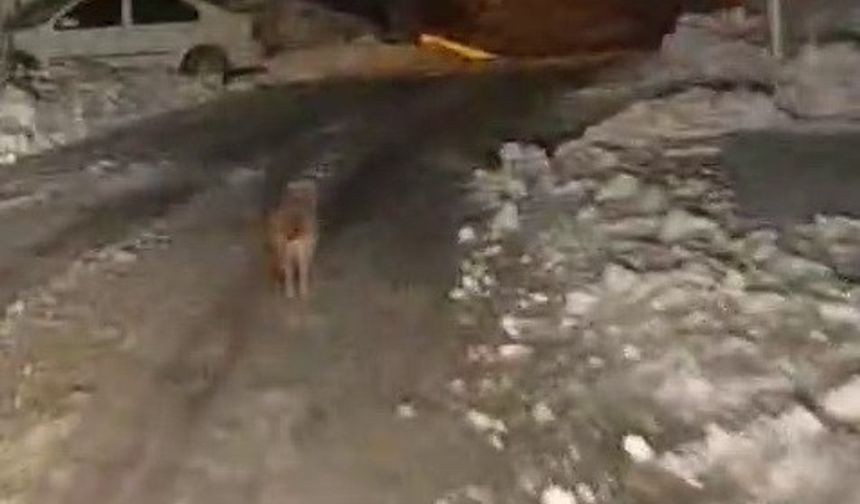 Sincik'te kurt köy merkezine indi