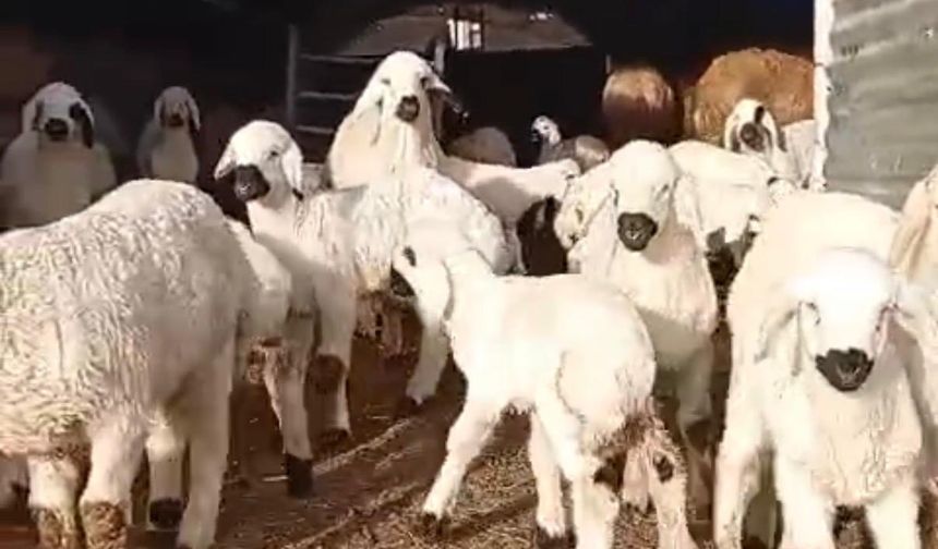 Malatya’da 25 Yıllık Üreticiden ‘Acı’ Reçete: "Kolay Para Yok!"