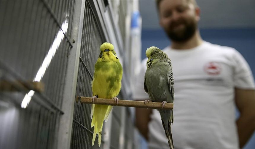 Hobisi olan muhabbet kuşlarına, evinin üstüne koyduğu konteynerde bakıyor