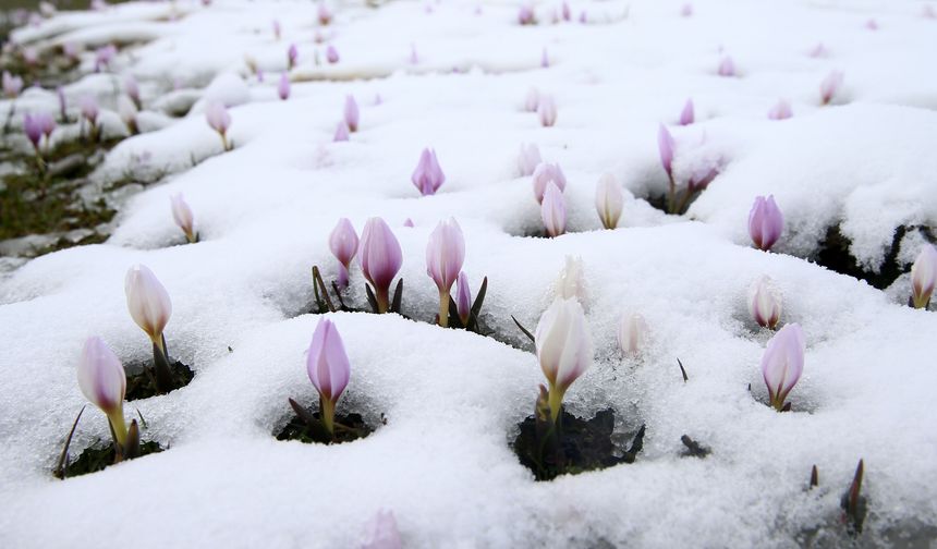 Muş Ovası'nda 'baharın habercisi' çiğdemler kar altında kaldı