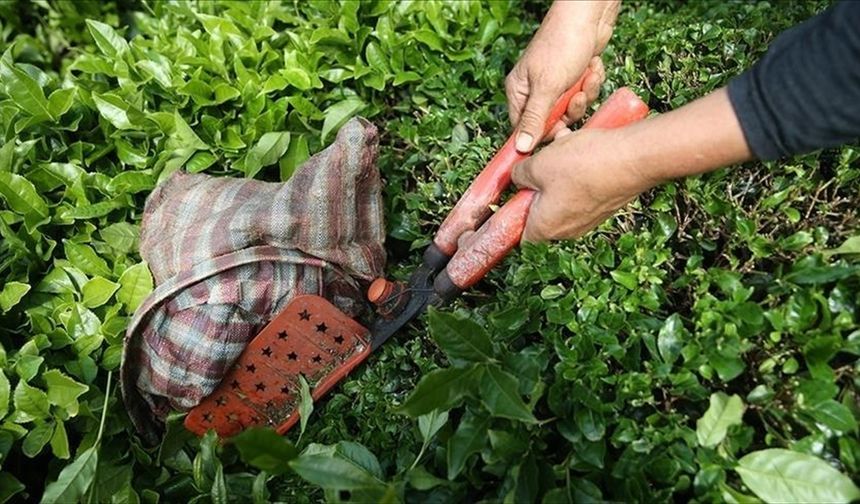 Türk çayının ihracat geliri ocakta yüzde 66 arttı