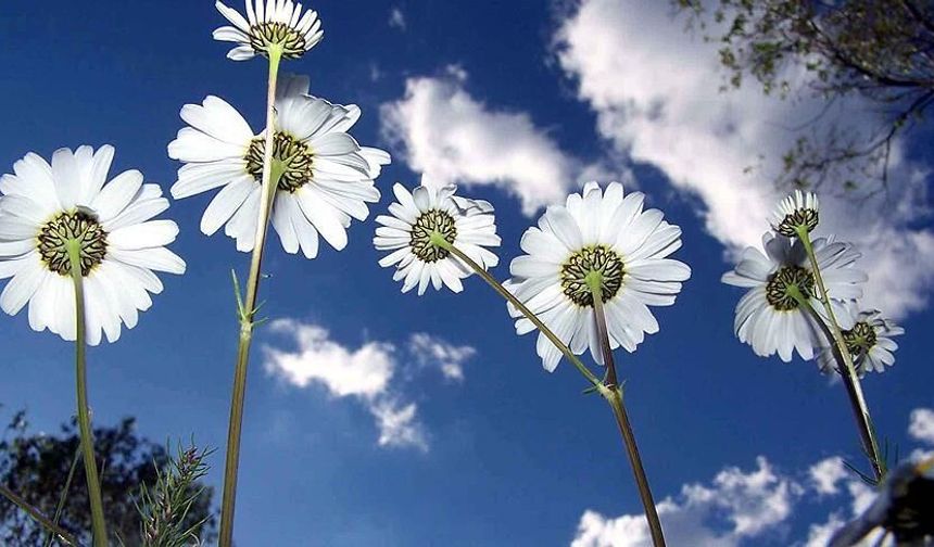 Mart Ekinoksu ne zaman? Mart Ekinoksu nedir, ekinoksta neler olur?