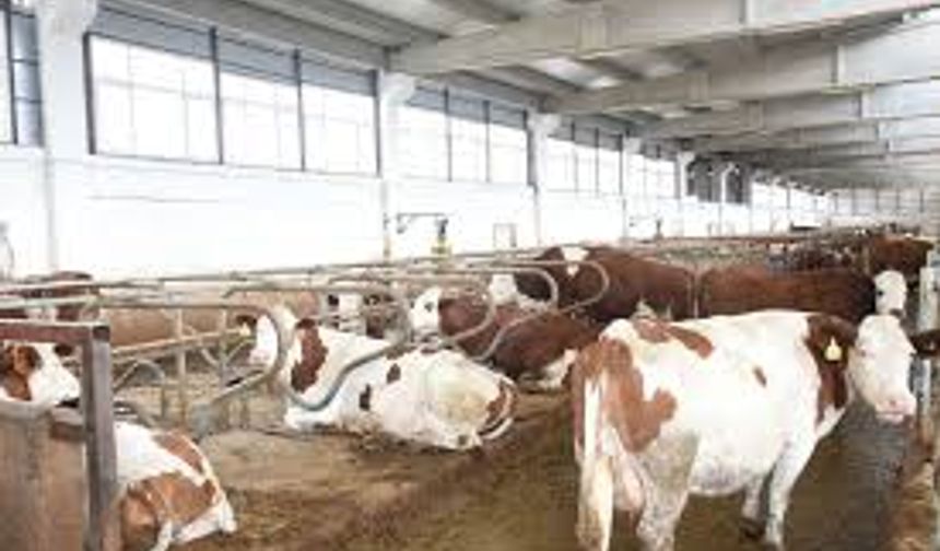 Malatya'da 256 İşletme Çıkmazda! "Hayvanlarımızı Sattık, Ortada Kaldık"