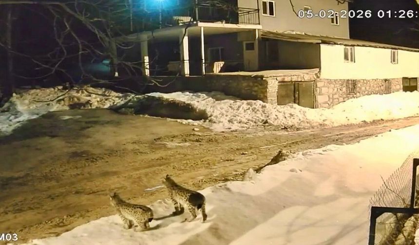 Malatya'da Koruma Altındaki Vaşaklar İlk Kez Bir Arada Görüntülendi
