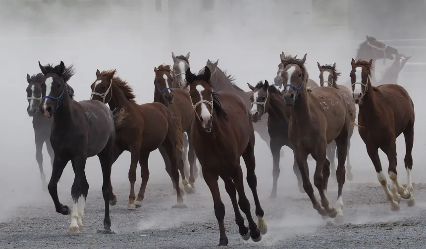 Malatya'da 100 Milyonluk Kaçak Tay İddiasında Gerçek 800 Bin Çıktı