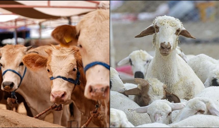 Malatya'da Hastalık Riski! 30 Nisan'a Kadar Aşıyı Yaptırmayan Kalmasın