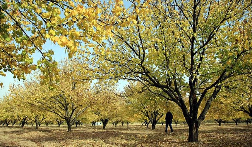 Malatya Kayısı Bahçelerinde Görünürlerse Acil Eylem Planı Başlatılacak