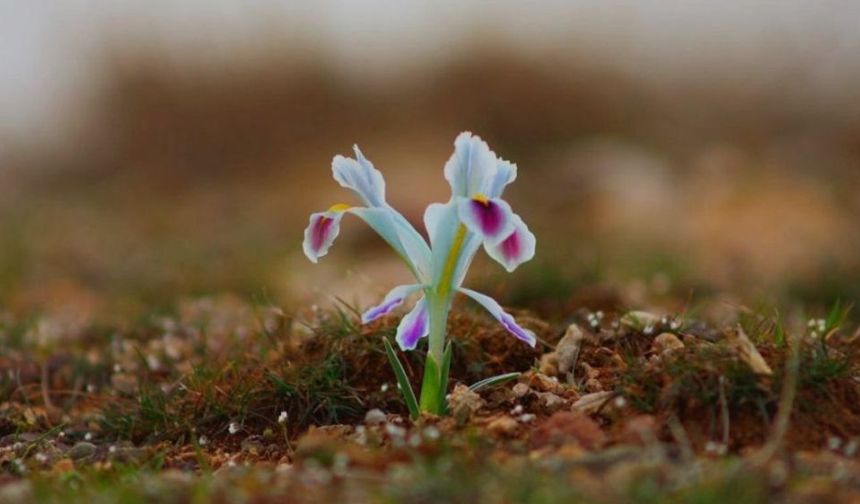 Malatya’da Nevruz Çiçekleri Şubatta Açtı: Bahar Erken Geldi