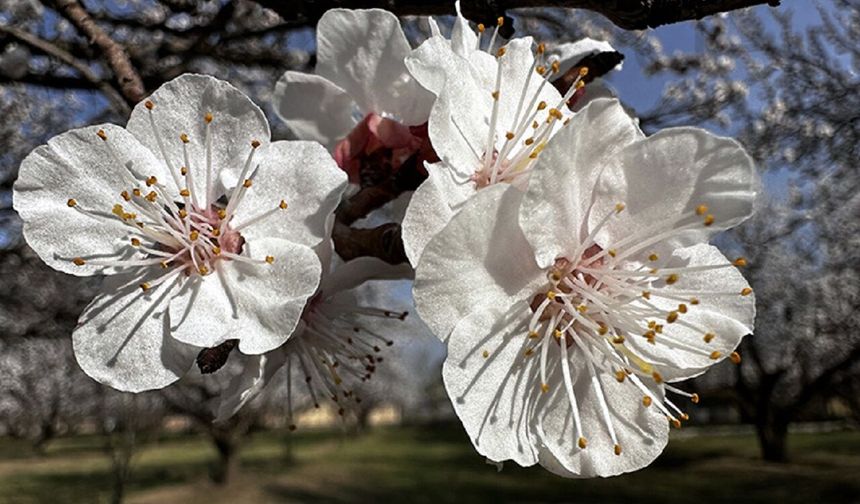 Kayısıda İflas Tehlikesi! O Hata Yapılırsa 2 Yıl Mahsul Yok