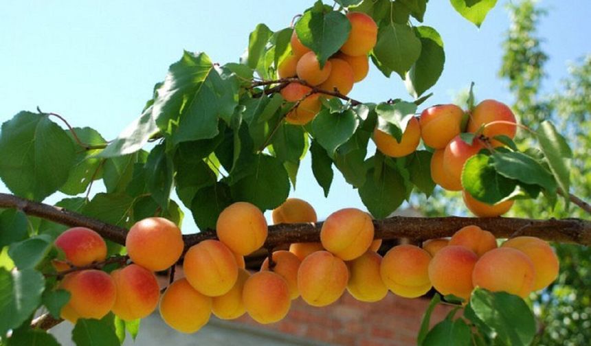 Malatya Kayısısında Rekolteyi Artıracak Altın Tavsiye