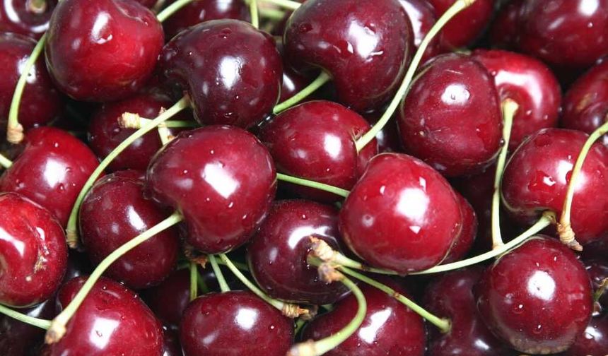 Dalbastı Kirazında Bu Yıl Risk Var mı? Uzmanından Kritik Uyarı