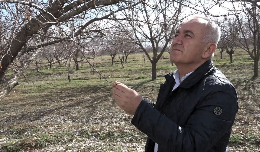Kayısıda Verim Kaybı Sinyali: Üretici ve Tüccar Ne Yapacak?