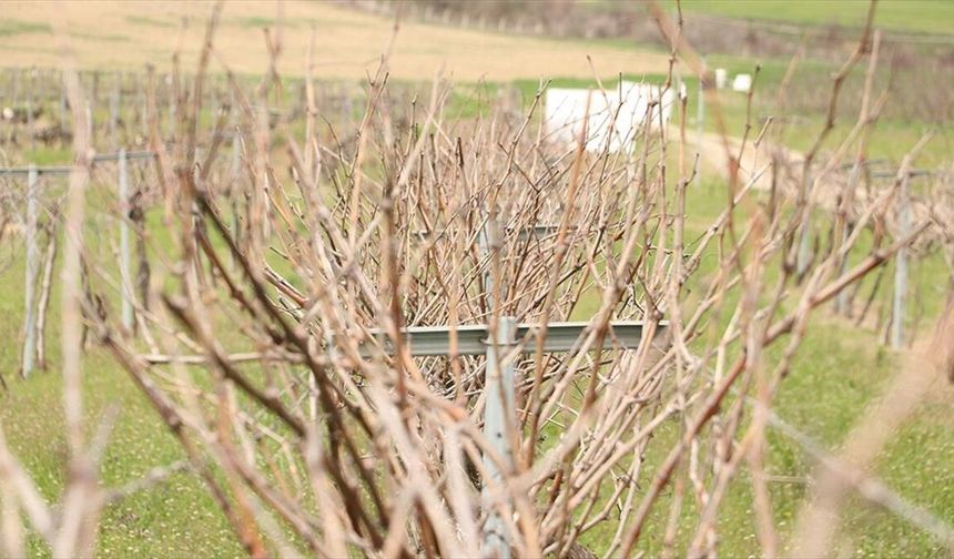 Erkenci Üzüm ‘Gün Işığı’ Resmen Tescil Aldı