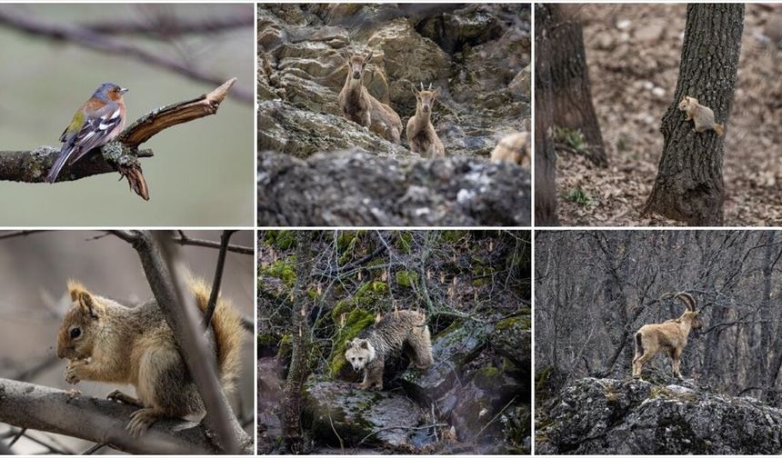 Munzur Vadisi birçok yaban hayvanına ev sahipliği yapıyor