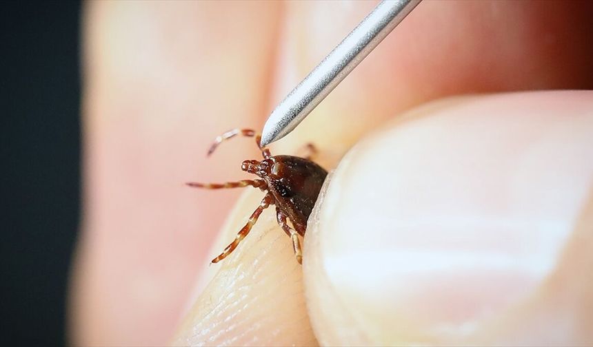 Sivas ve çevresinde kene uyarısı: Bu yıl vakalar artabilir!