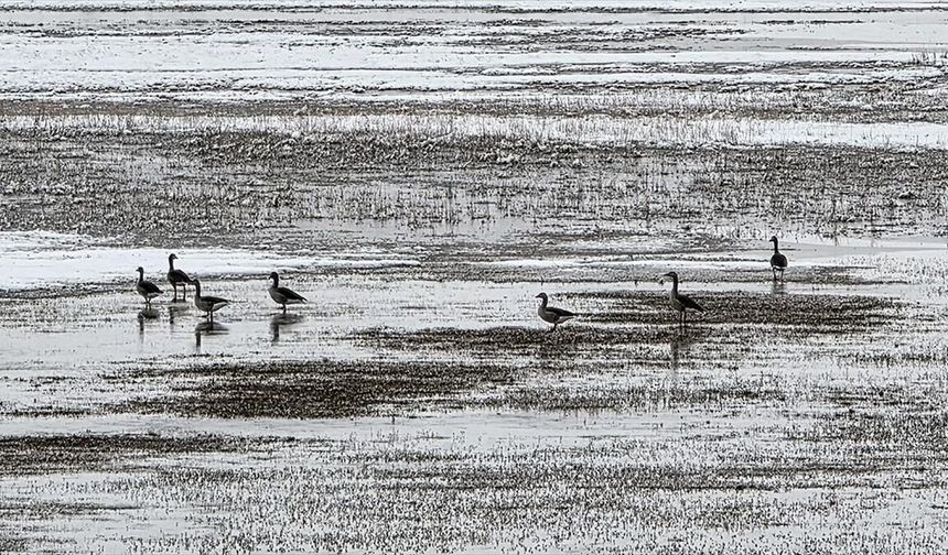 Sivas'ta Hafik Gölü kenarında turna ve yaban kazlarının karda yiyecek arayışı görüntülendi