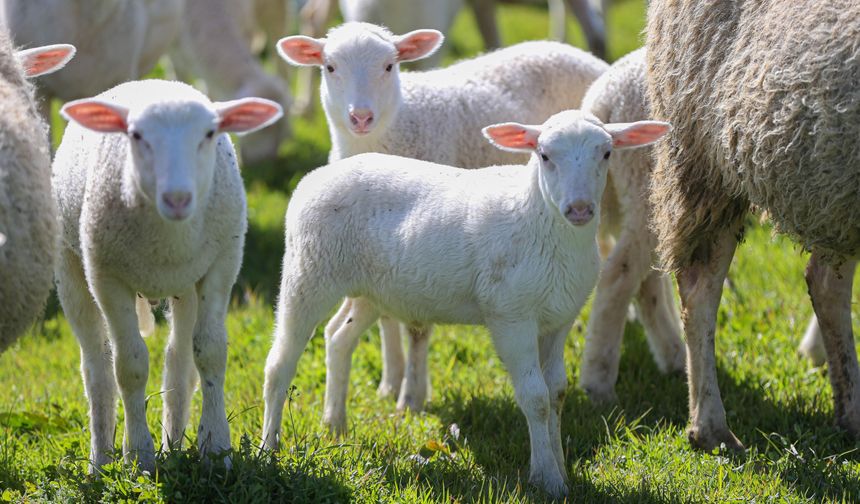Türkiye’nin Dev Üretim Merkezi Karacabey’de Kuzu Sayısı 11 Bini Bulacak
