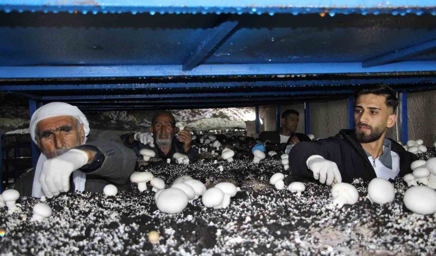 2000 Yıllık Tarihi Bu Mağara Canlandı: Mantar Üretim Tesisi Kuruldu