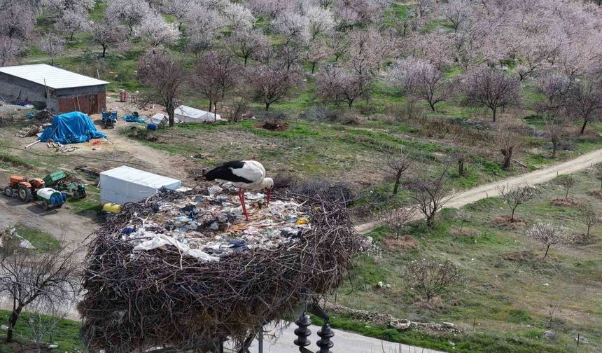 Baskil’de Leylekler Baharı Müjdeledi