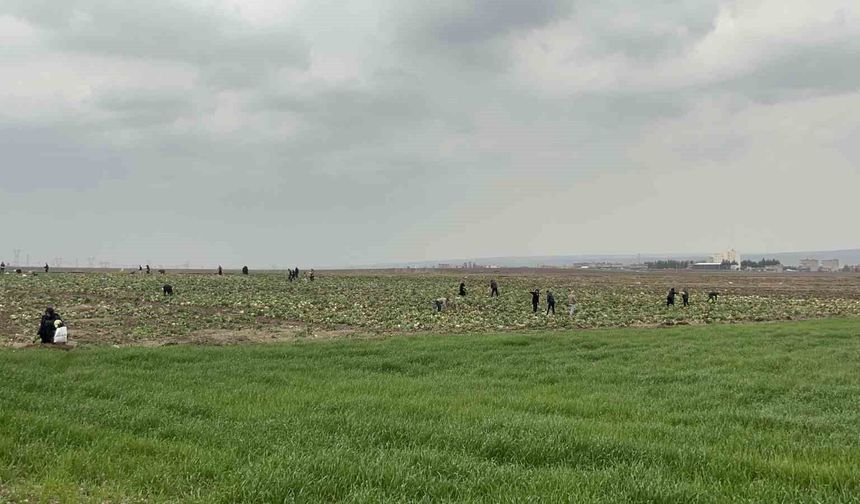 Bedava lahanayı duyan yağmura rağmen tarlaya akın etti