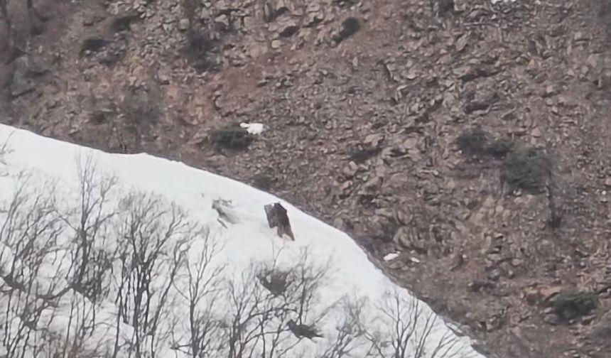 Pülümür Vadisi'nde oyun oynayan ayılar görüntülendi
