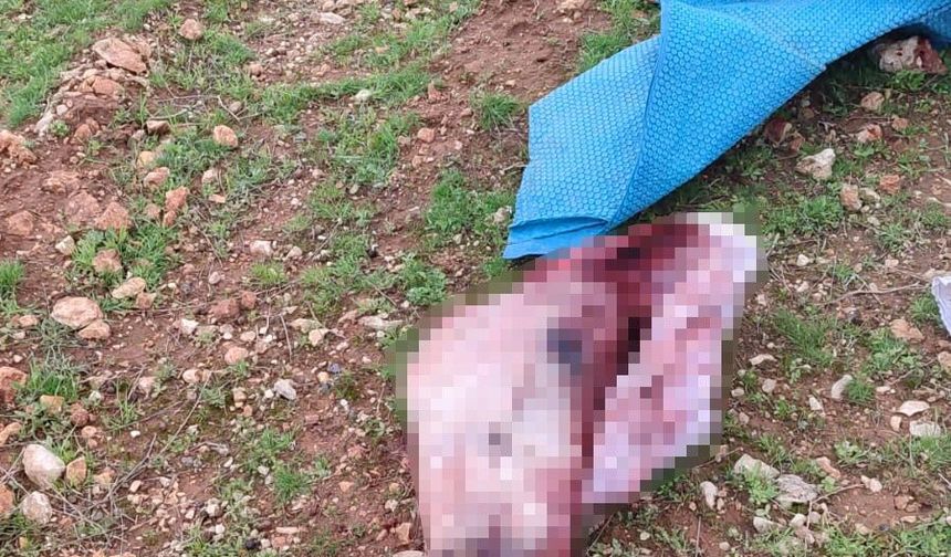 Şanlıurfa'da Kesilmiş At Kafası ve Parçaları Bulundu