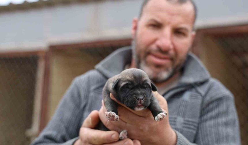 Sivas'ta Mevsimin İlk Kangalları Dünyaya Merhaba Dedi: Görenlerin Yüzünü Gülümsetti