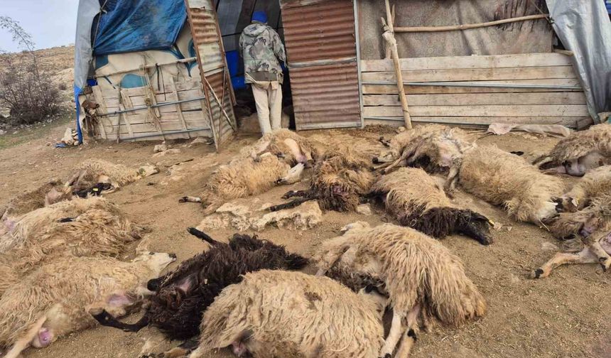 Tunceli'de kurt paniği: 64 koyun telef oldu, 11 koyun yaralı