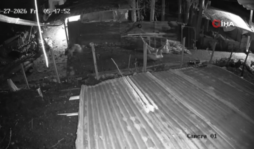 Malatya'da Kümese Giren Kurt, Kazı Alıp Böyle Kaçtı