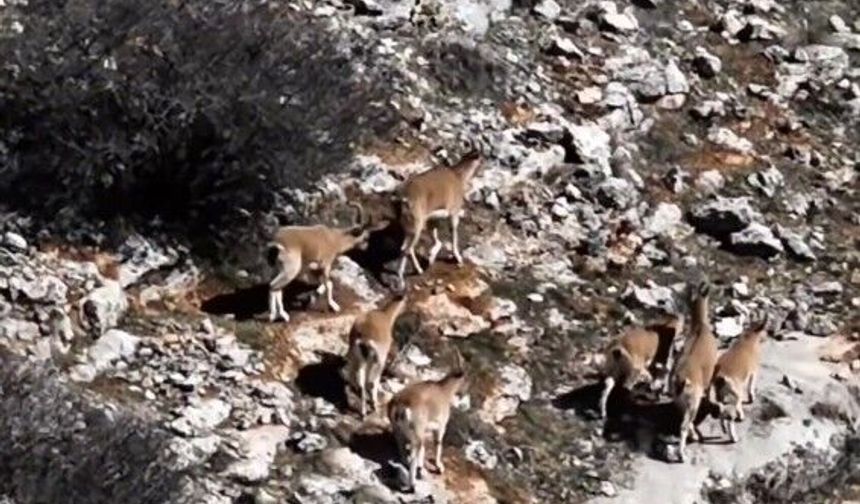 Beydağı’ndaki Dağ Keçileri Malatya’nın Doğal Zenginliğini Gözler Önüne Serdi