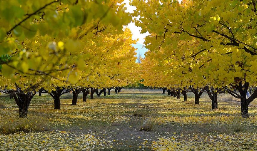 Malatya'da Bahçesini Boş Bırakmayana Müjde! Yüzde 75 Destek Başlıyor