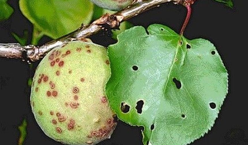 Kayısıda Çil Hastalığına Dikkat: Üreticilere Kritik Uyarı
