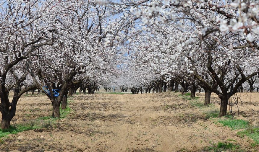 Malatya'da Milyonluk Kayısı Bahçesi İcradan Satışa Çıkarıldı