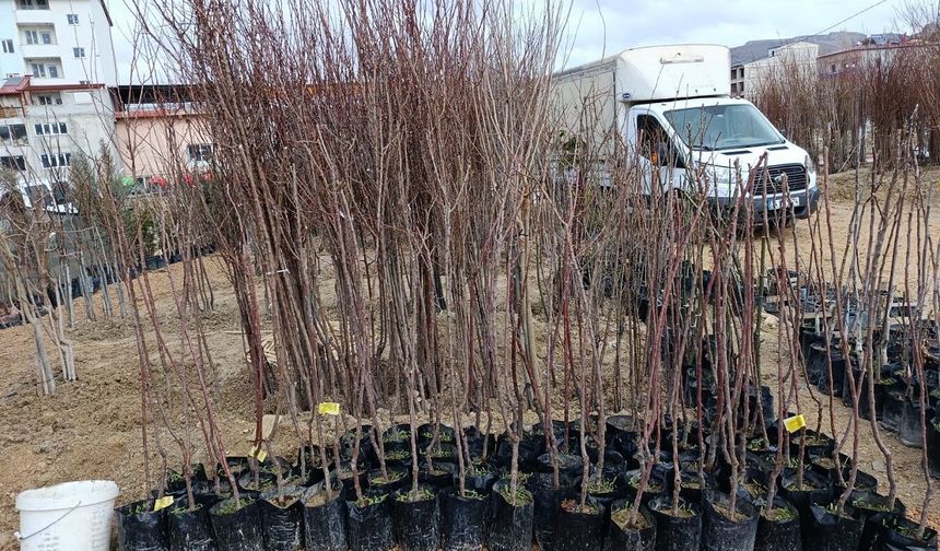 Malatya Kayısı Fidanı Fiyatları ve En Çok Tercih Edilen Aşı Belli Oldu