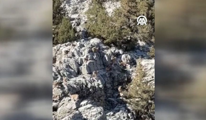 Malatya'da yaban keçileri cep telefonuyla görüntülendi