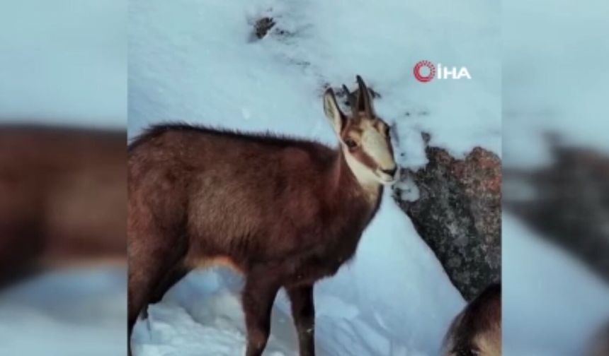 Tunceli'de şamua sürüsü böyle görüntülendi