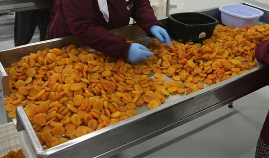 Malatya'da Dev İcra Satışı: 222 Milyon TL'lik Kayısı Fabrikası İhaleye Çıkıyor!