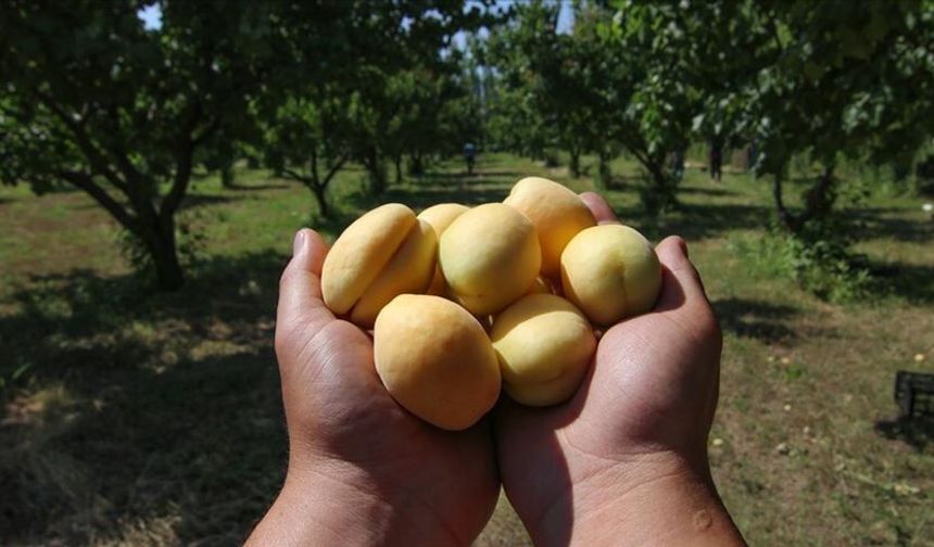 “Malatya Kayısısında Büyük Tehlike: ‘Böyle Giderse Dünya Liderliği Kaybedilebilir’”