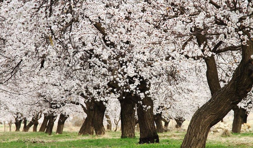 Malatya’da Verimi Artıracak O Gübre Artık Serbest! Belgesi Olan Kullanacak