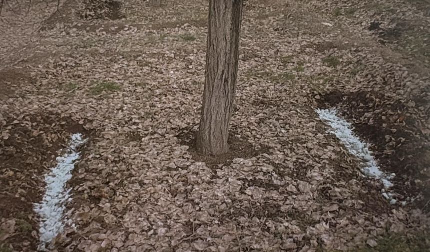 Kayısı Gübrelemede Verimi Arttıracak Altın Kurallar